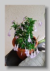 62  Lysionotus plant blooming at Chanticleer  [BC]